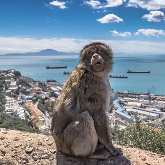 Image related to Upper Rock Nature Reserve Gibraltar