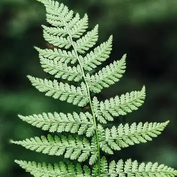 Image related to Soberania National Park