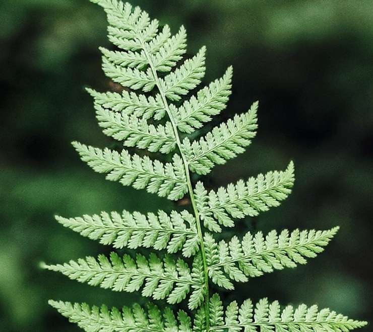 Soberania National Park