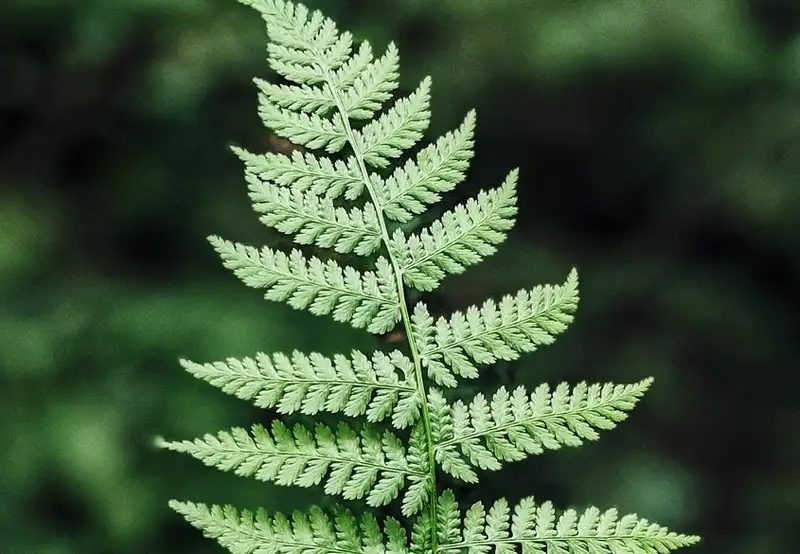 Image related to Soberania National Park