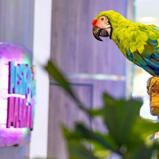A parrot perched by a sign for the bar