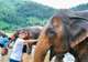 Feeding Elephants by Hand
