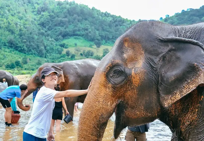 Feeding Elephants by Hand