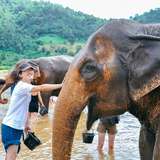 Image related to Feeding Elephants by Hand