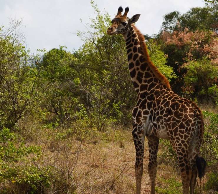 South African Giraffe