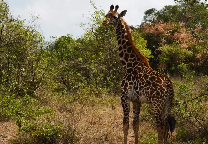 South African Giraffe