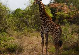 IgluCruise.Application.ViewModels.Shared.WebImageViewModel?.Description