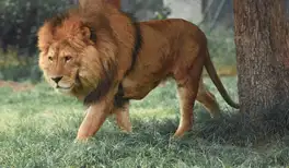 Image related to Hirakawa Zoo 