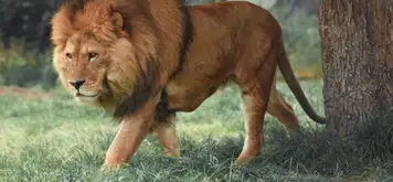 Image related to Hirakawa Zoo 