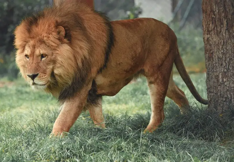 Image related to Hirakawa Zoo 