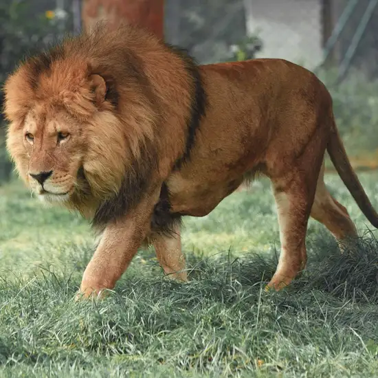 Image related to Hirakawa Zoo 