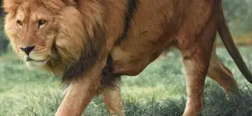 Image related to Hirakawa Zoo 