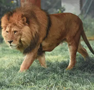 Image related to Hirakawa Zoo 