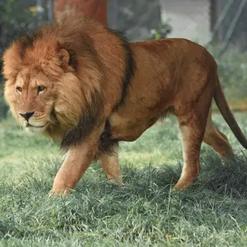 Image related to Hirakawa Zoo 