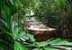 Army Duck Rainforest Tour (Rainforestation Nature Park)