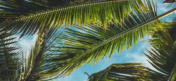 Image related to Nguuni 