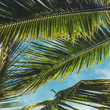 Image related to Nguuni 