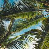 Image related to Nguuni 