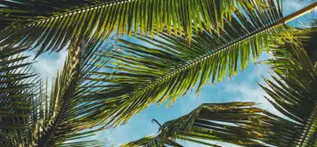 Image related to Nguuni 