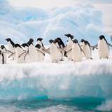 A group of penguins on a snowy ridge