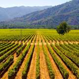 Image related to Maipo Valley