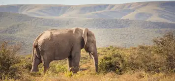 Image related to Addo Elephant National Park