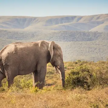 Image related to Addo Elephant National Park
