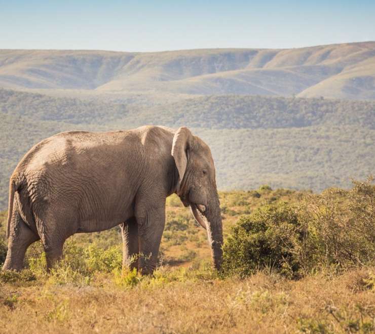Addo Elephant National Park