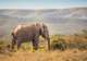Addo Elephant National Park