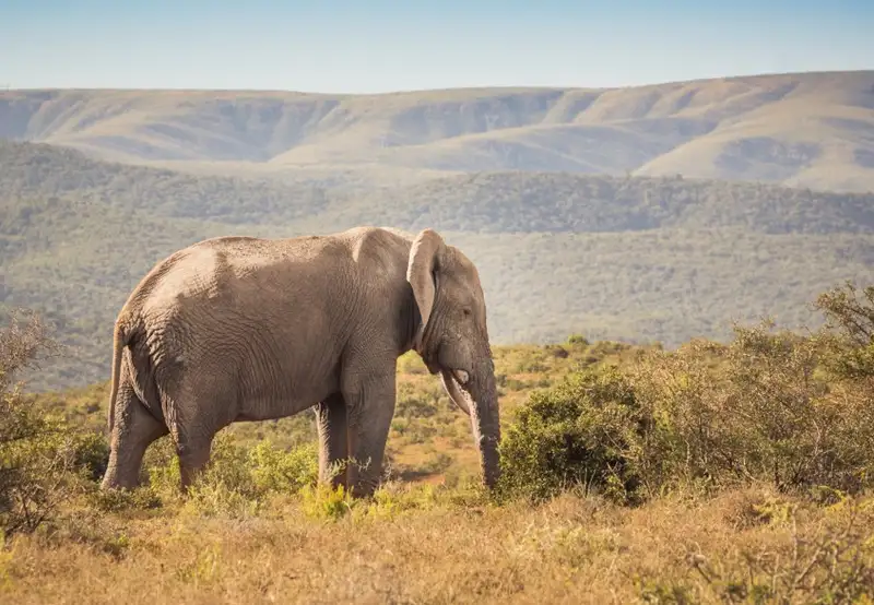 Addo Elephant National Park