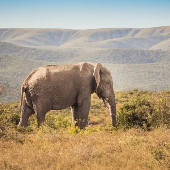 Image related to Addo Elephant National Park