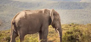 Image related to Addo Elephant National Park