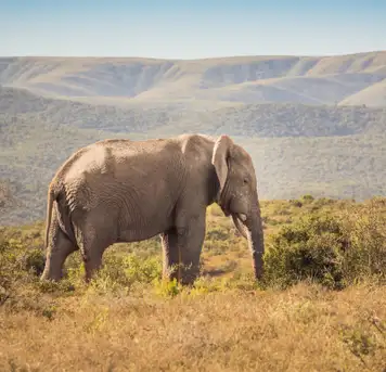 Addo Elephant National Park