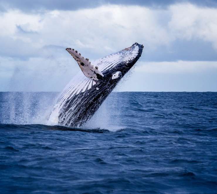 Whale Watching