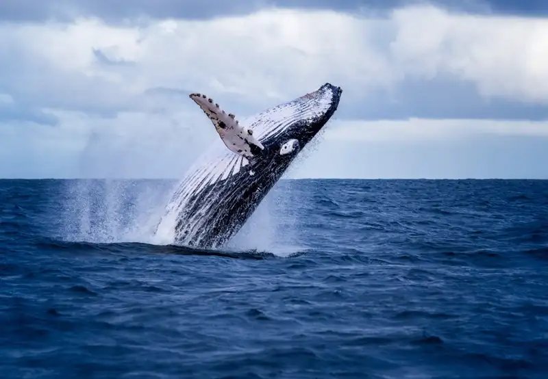 Whale Watching