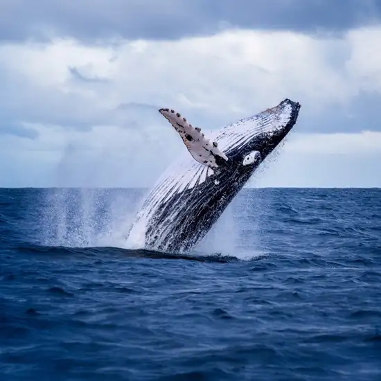 Image related to Whale Watching