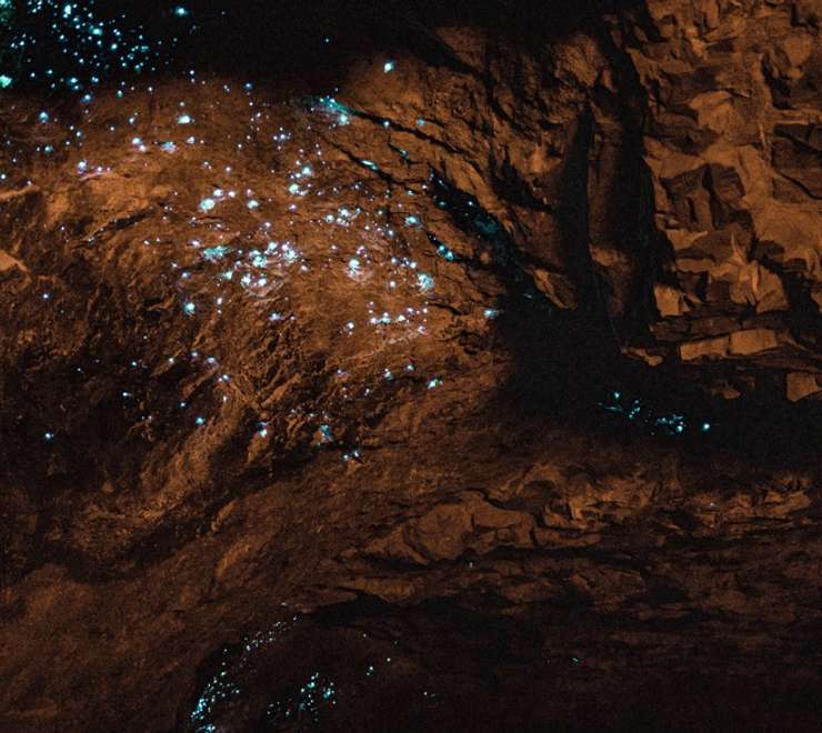 Waitomo Glowworm Caves Tour
