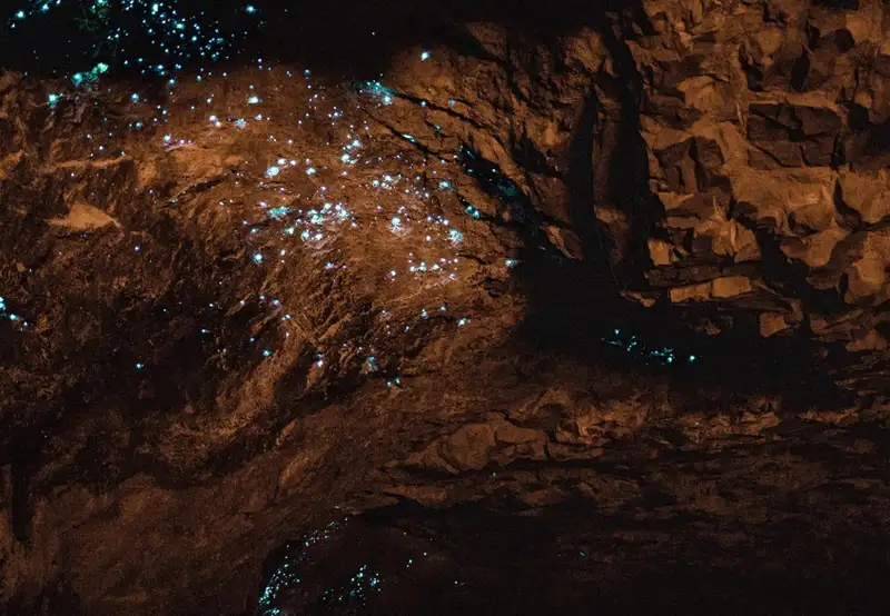 Waitomo Glowworm Caves Tour