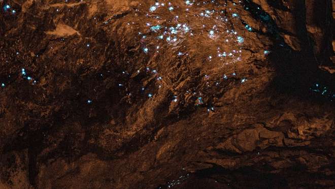 Waitomo Glowworm Caves Tour