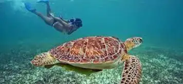 Image related to Swim with Sea Turtles