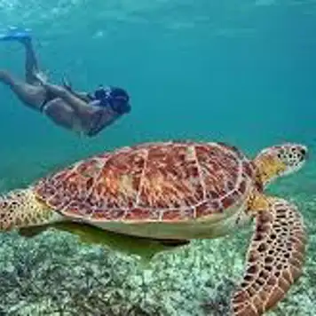 Image related to Swim with Sea Turtles