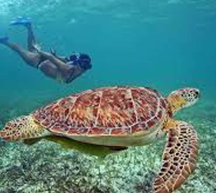Swim with Sea Turtles