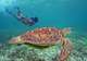 Swim with Sea Turtles