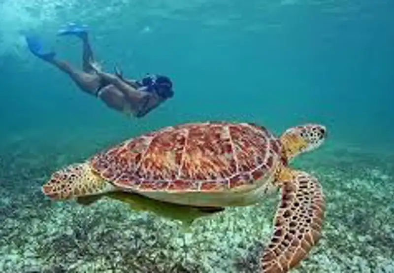 Swim with Sea Turtles