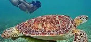 Image related to Swim with Sea Turtles