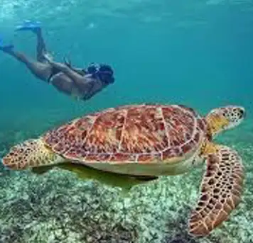 Image related to Swim with Sea Turtles