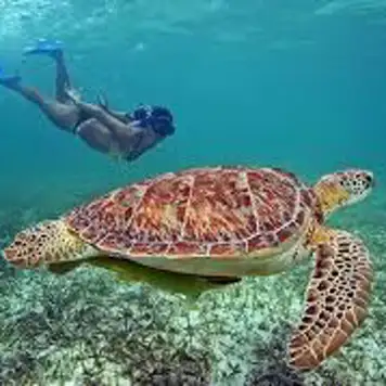 Image related to Swim with Sea Turtles