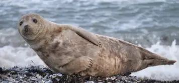 Image related to Chilkat State Park