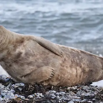 Image related to Chilkat State Park