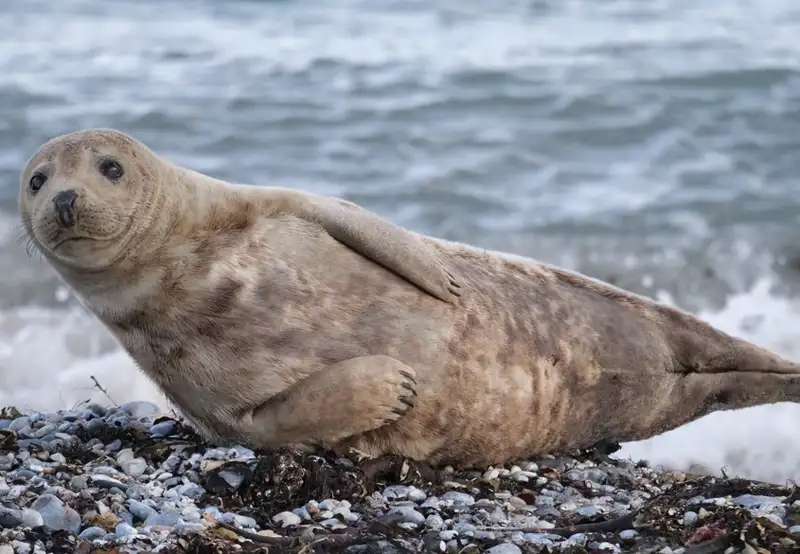 Image related to Chilkat State Park